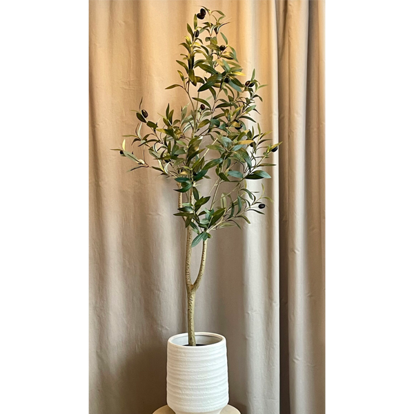 [2845822290] Ólífutré 120cm