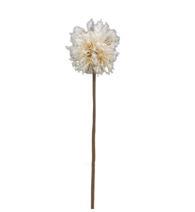 [02086139] Paardenbloem 74cm cream