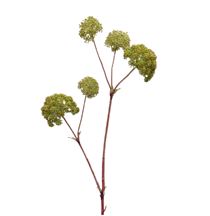 [02086128] Engelwortel 132cm green