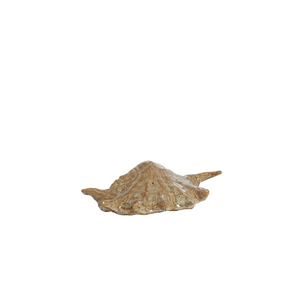 Shell skraut brown 21,5x11,5x6 cm