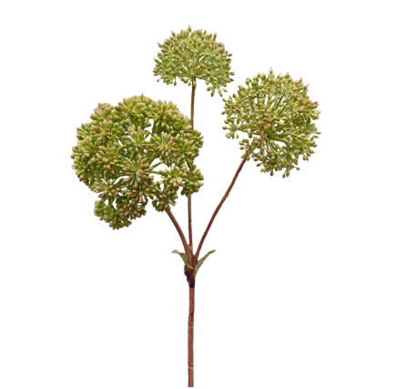 [02086126] Engelwortel 74cm green
