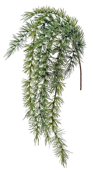 Larix gerviplanta 85cm