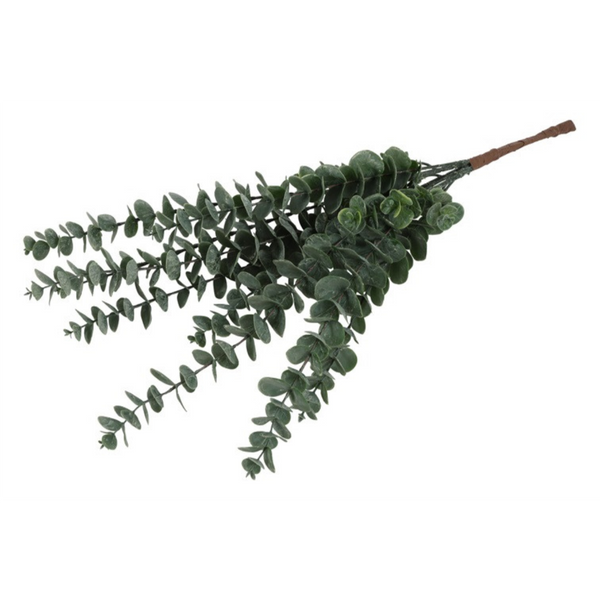[2845821768] Eucalyptus greinar, 61cm