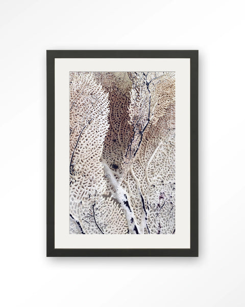 [01823011] Curly soft coral veggmynd 40x50cm