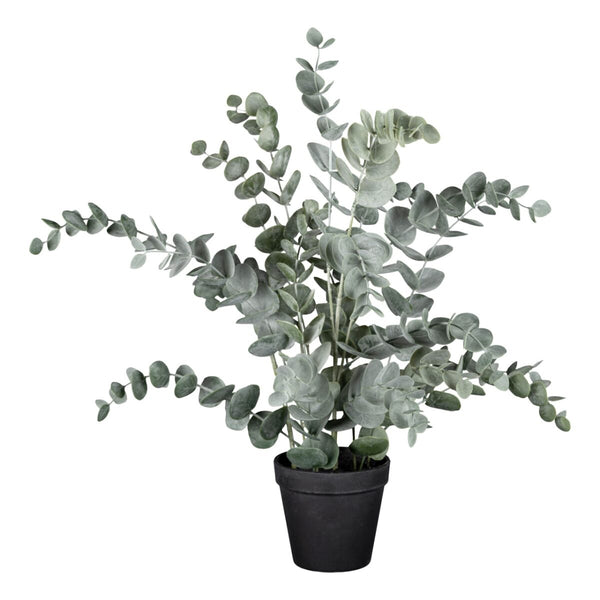 [28451123015-54] Eucalyptus í potti h:50cm