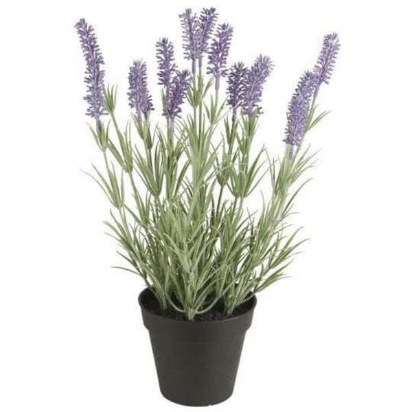 [2829009892-00] Lavender í potti h:40cm