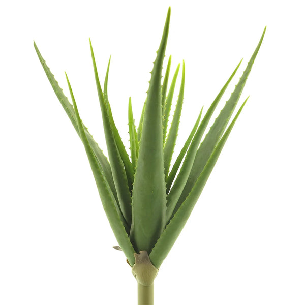 [0200264] Aloe vera planta 61cm