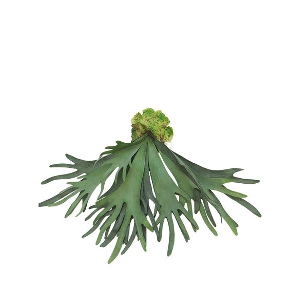 [0200262] Platycerium large 60cm