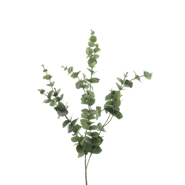 [0200258] Eucalyptus Mirai spring 85cm
