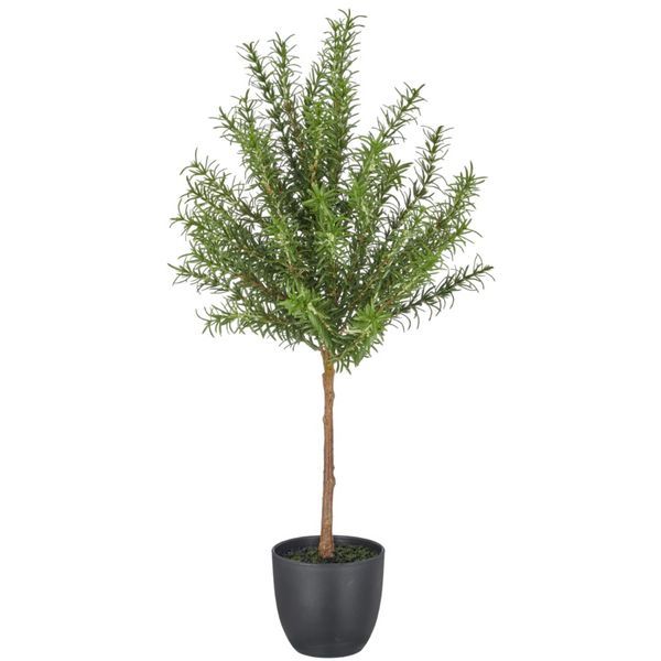 [28451726114] Rosmarin hár stöngull í potti h:60cm
