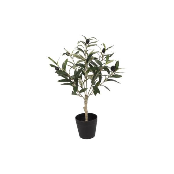 [2845822287] Ólífutré í potti h:50cm