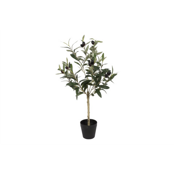 [2845822288] Ólífutré í potti h: 65cm