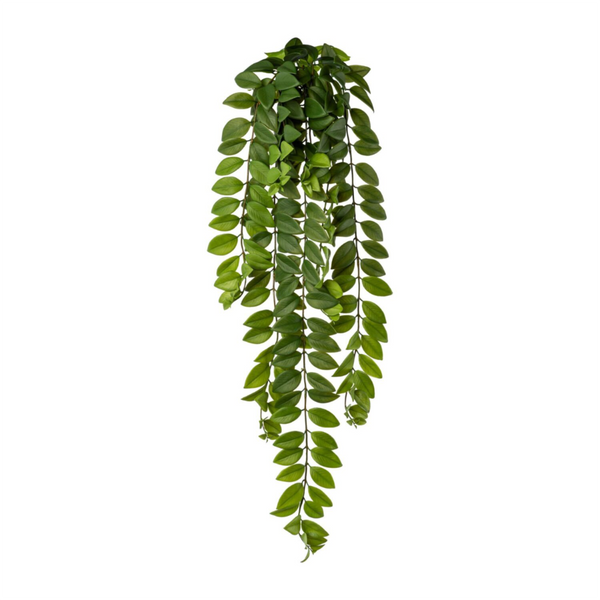 [28451122046] Hoya planta hangandi l:85cm