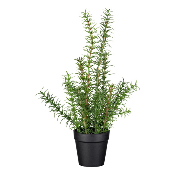 [28451123019] Rosmarin í potti h:40cm