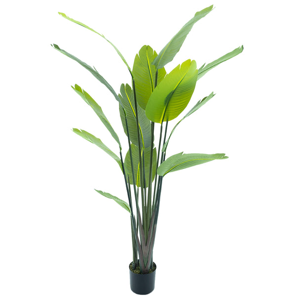 [0200267] Strelitzia palm 187cm