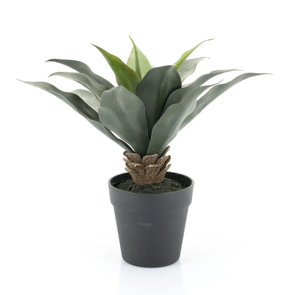 [016403109] Agave gerviplanta medium