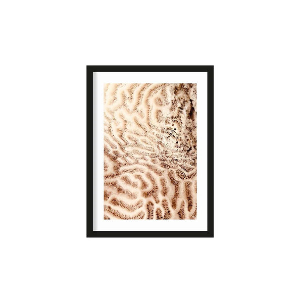 [01879515] The brains of the sea 40x50 cm