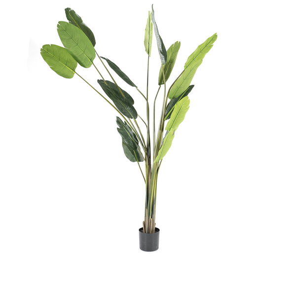 [016403082] Strelitzia gervplanta græn 220 cm