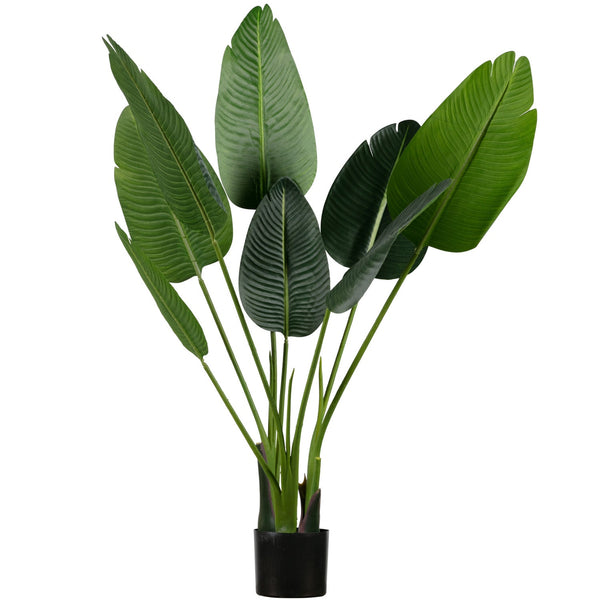[011373818-G] Strelitzia gerviplanta græn 108 cm