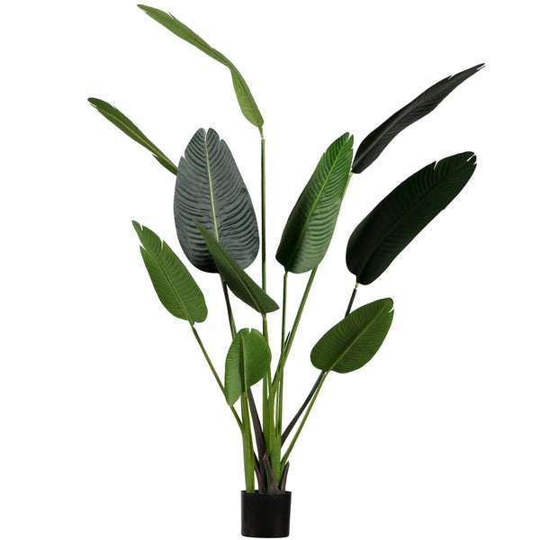 [011373819-G] Strelitzia gerviplanta græn 164 cm