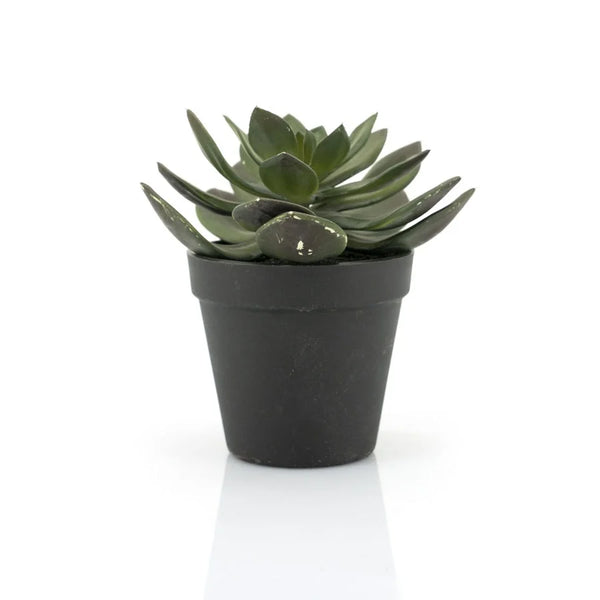[016403112] Succulent Echeveria 2