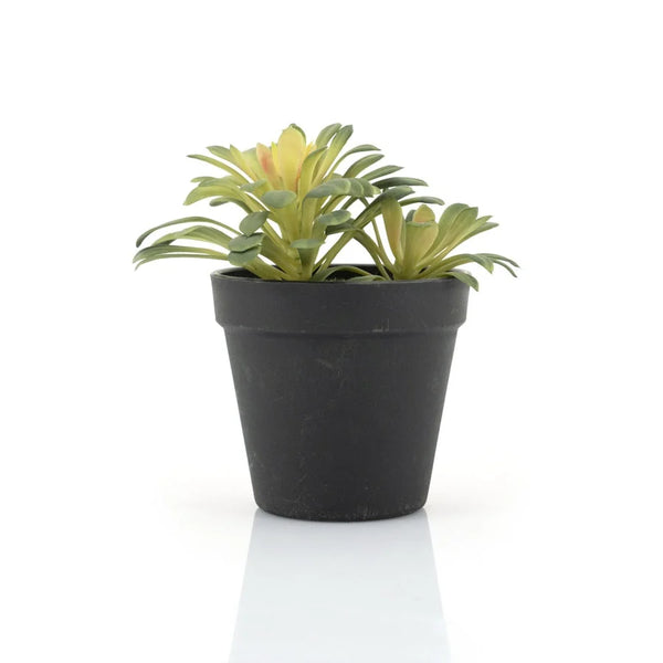 [016403115] Succulent vetplant