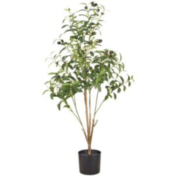 [28453326105] Ólífutré 90cm